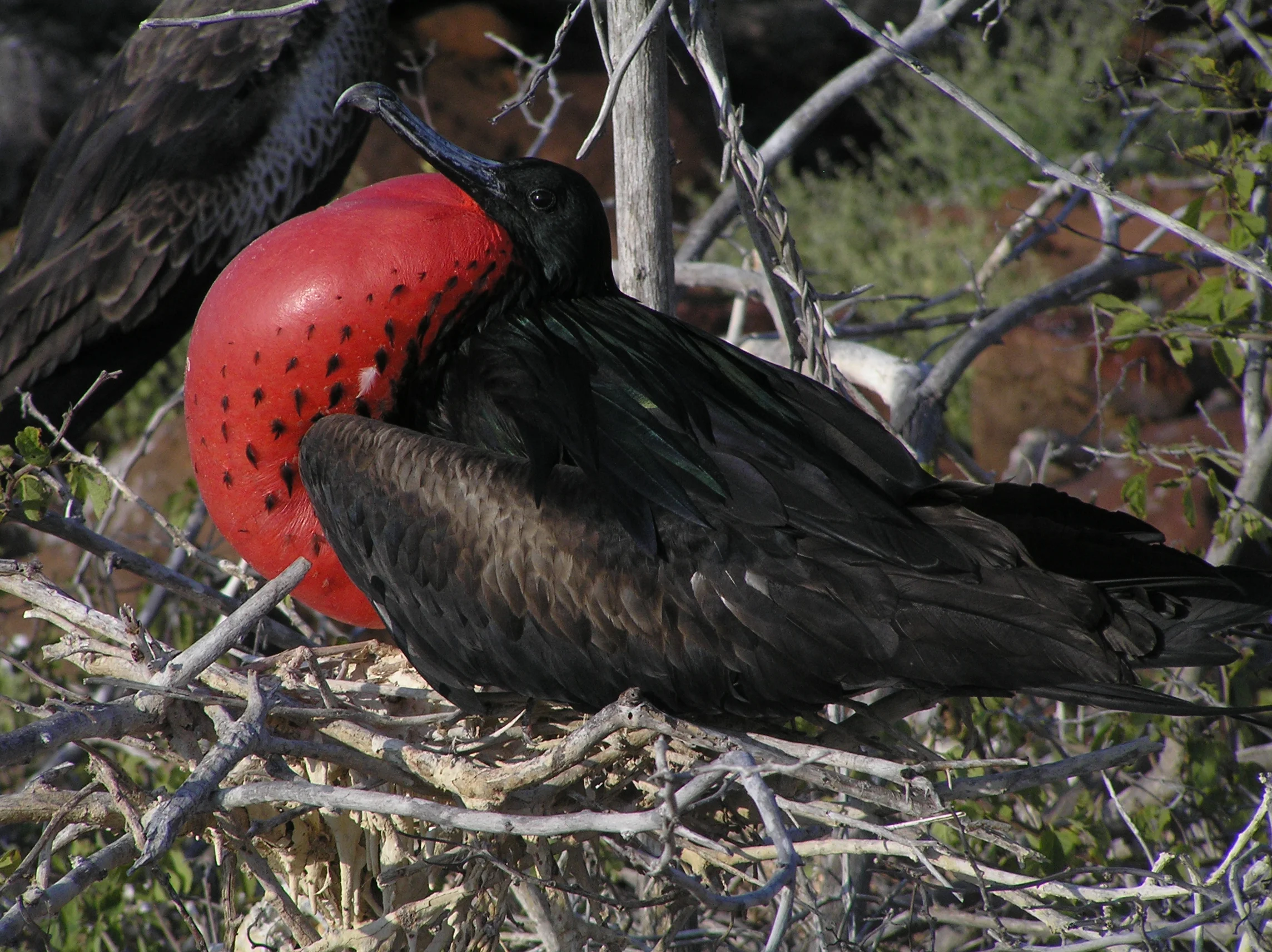 San Cristobal Wildlife