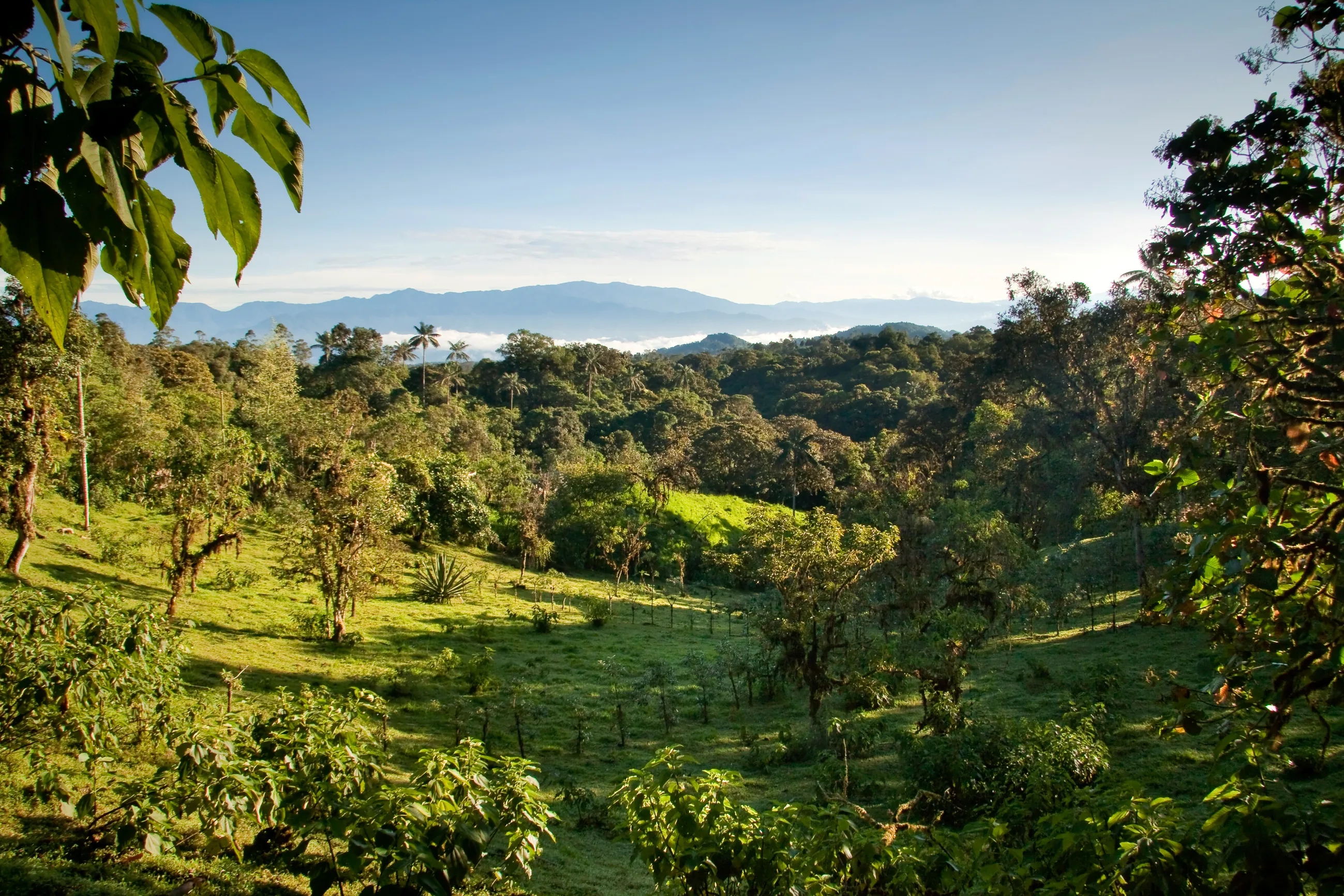 Mindo Landscape